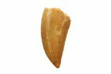 Serrated, Raptor Tooth - Beautiful Preservation #86052-1